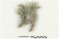 藏品(爪哇白髮蘚)的圖片